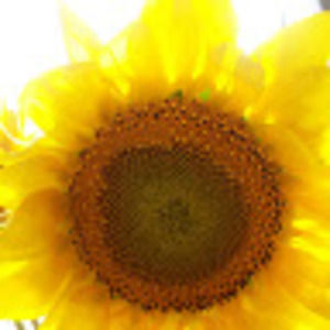 Meet your Posher, Yesi